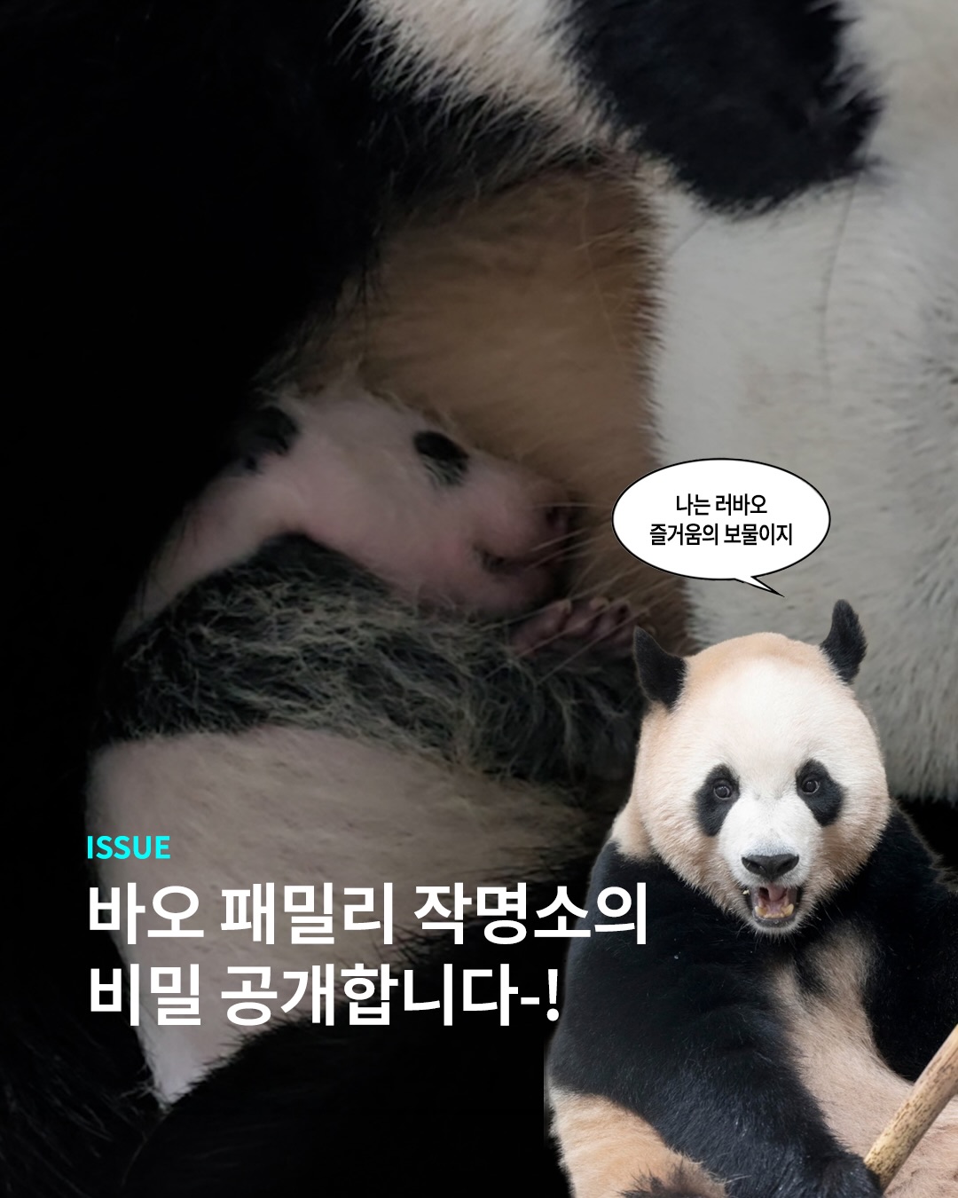 바오 패밀리 이름에 이렇게 깊은 뜻이..